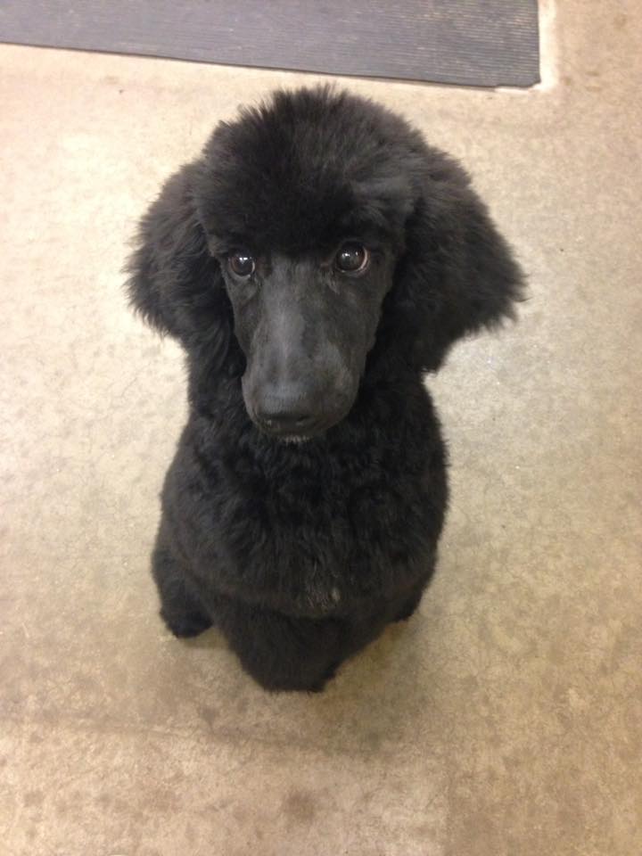 The Clip Joint Dog Grooming | 3050 Rutledge Rd, Sydenham, ON K0H 2T0, Canada | Phone: (613) 376-6242