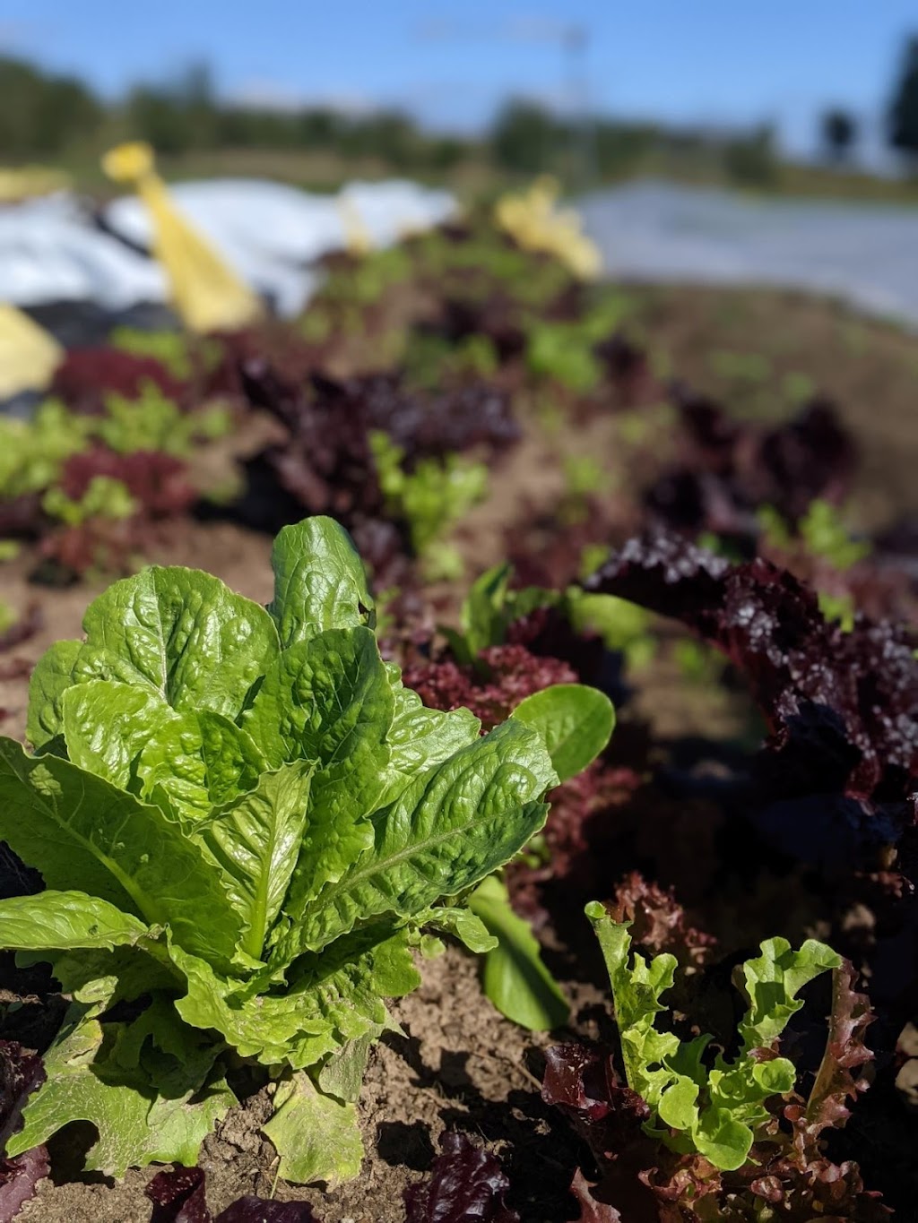 Cold Springs Organics | 8869 Spruce Grove Rd, Campbellcroft, ON L0A 1B0, Canada | Phone: (416) 209-9196