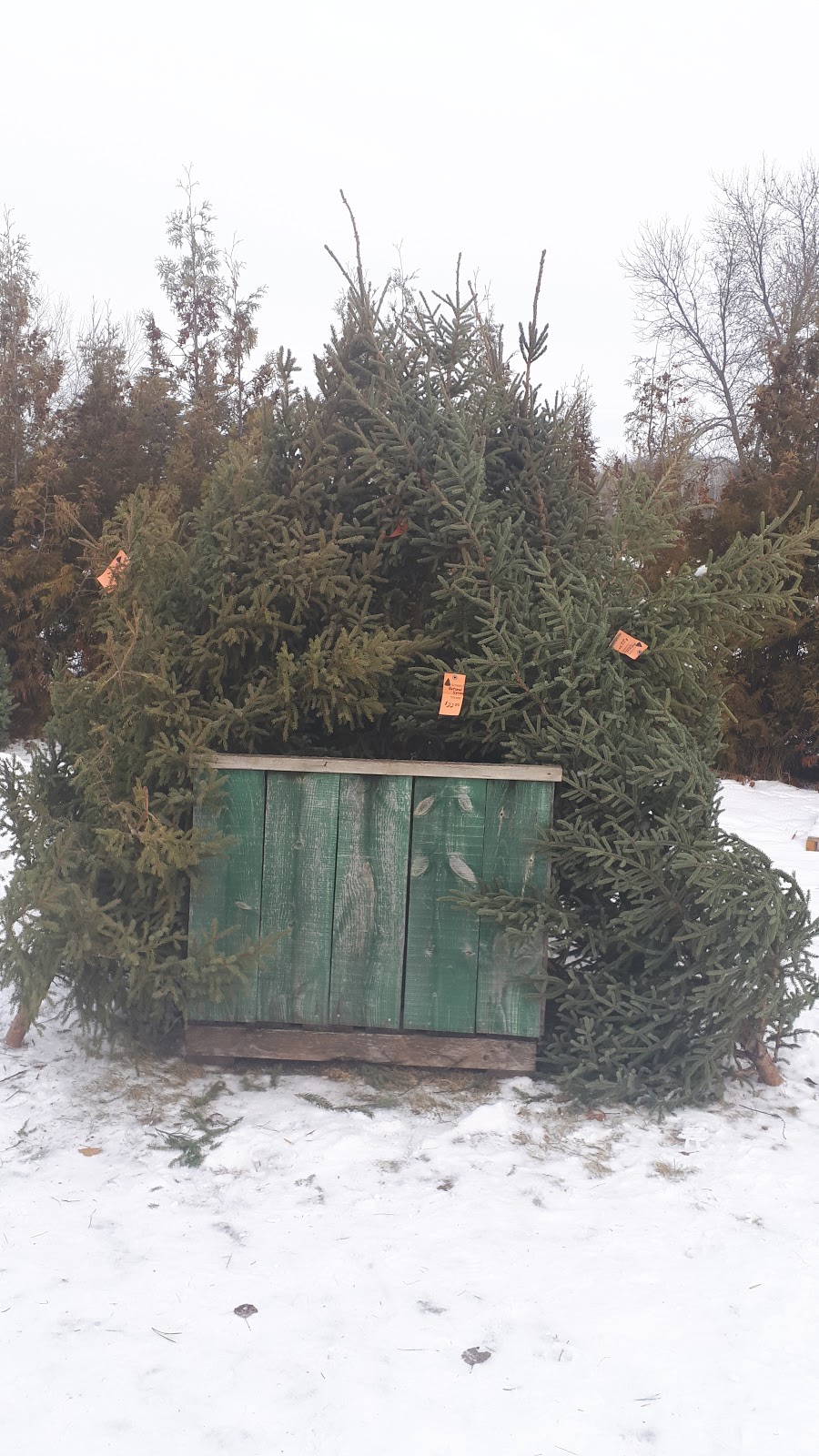 Timber Trails Tree Farm | 35101 Rd 28N, Steinbach, MB R5G 1S5, Canada | Phone: (204) 434-9812