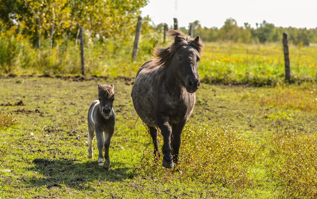 Elevage de chevaux miniatures / LMlesMinis | 1100 Chemin Dion, Sherbrooke, QC J1R 0R8, Canada | Phone: (819) 822-4507