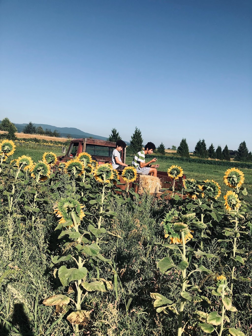 Hale’s End Farms | 14370 Hale Rd, Pitt Meadows, BC V3Y 1Z1, Canada | Phone: (604) 690-6055