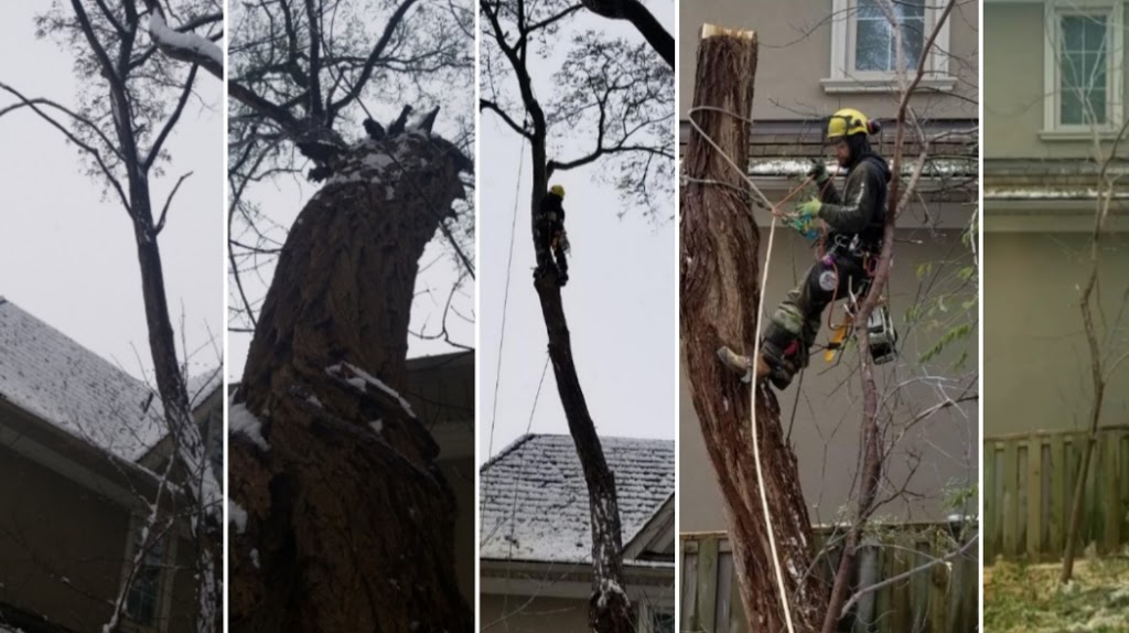 Toronto Tree Guys Inc. | 349 Marland Ave, Oshawa, ON L1J 1X4, Canada | Phone: (647) 390-9223