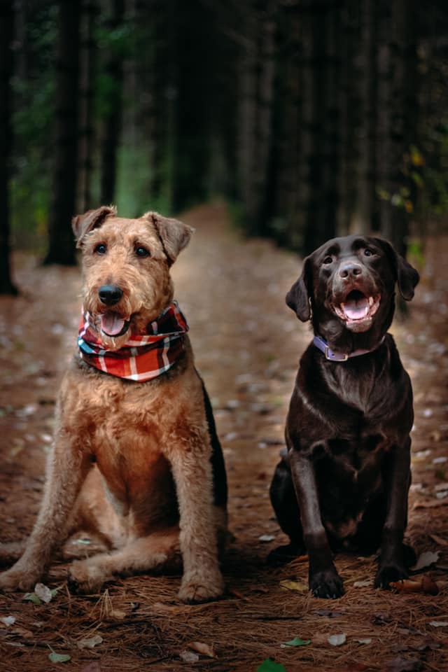 Tails on TRAILS | 1440 Gordon St #109, Guelph, ON N1L 1C8, Canada | Phone: (519) 993-3926