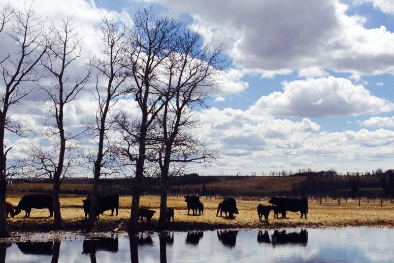 Mader Ranches | Range Rd 32, Carstairs, AB T0M 0N0, Canada | Phone: (403) 337-4014