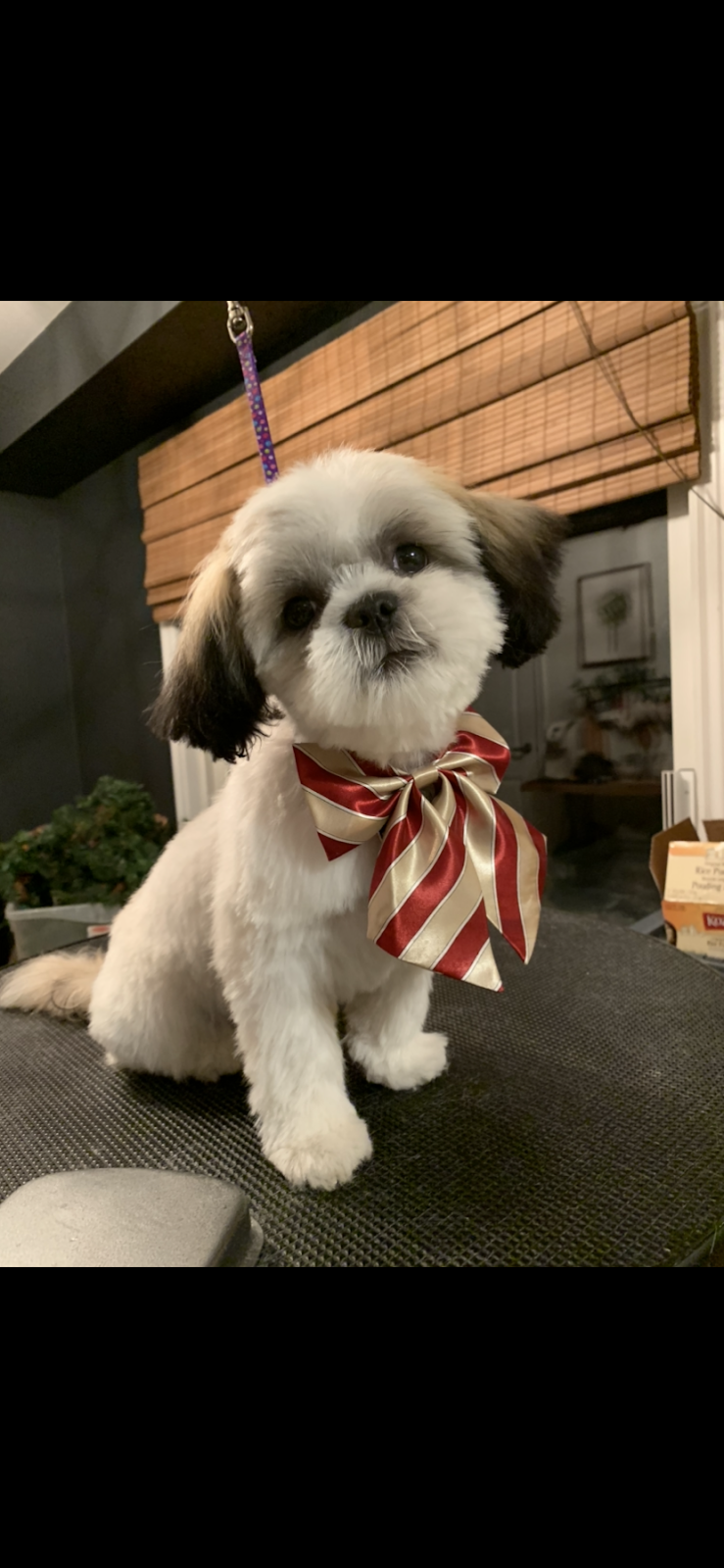 Wags Grooming Salon | 6 Beatrice Ln, Barrie, ON L4M 7H2, Canada | Phone: (613) 242-8100
