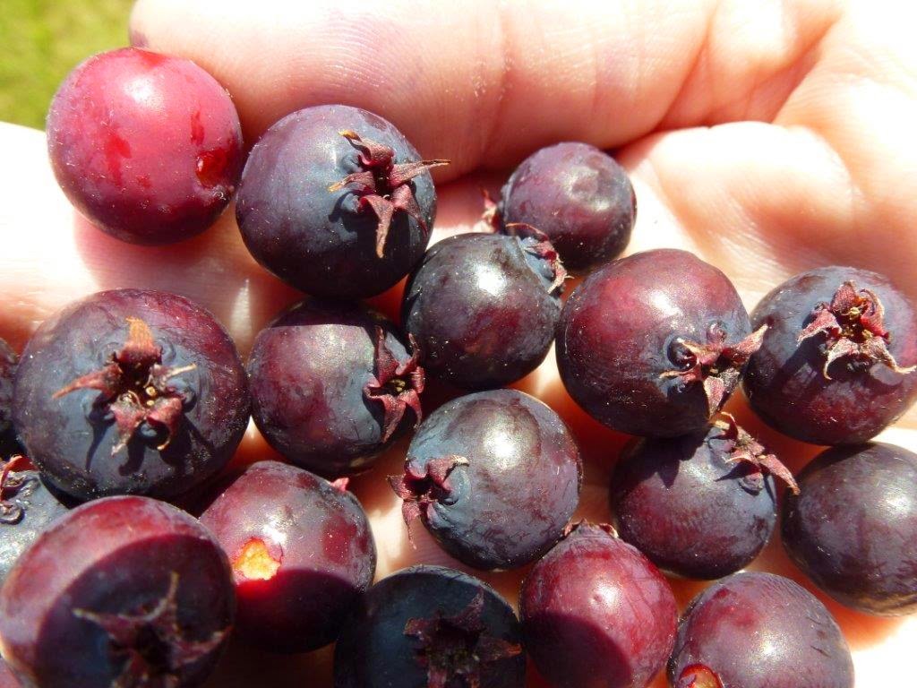 South Island Saskatoons | 1245 Fisher Rd, Cobble Hill, BC V0R 1L4, Canada | Phone: (250) 743-9464