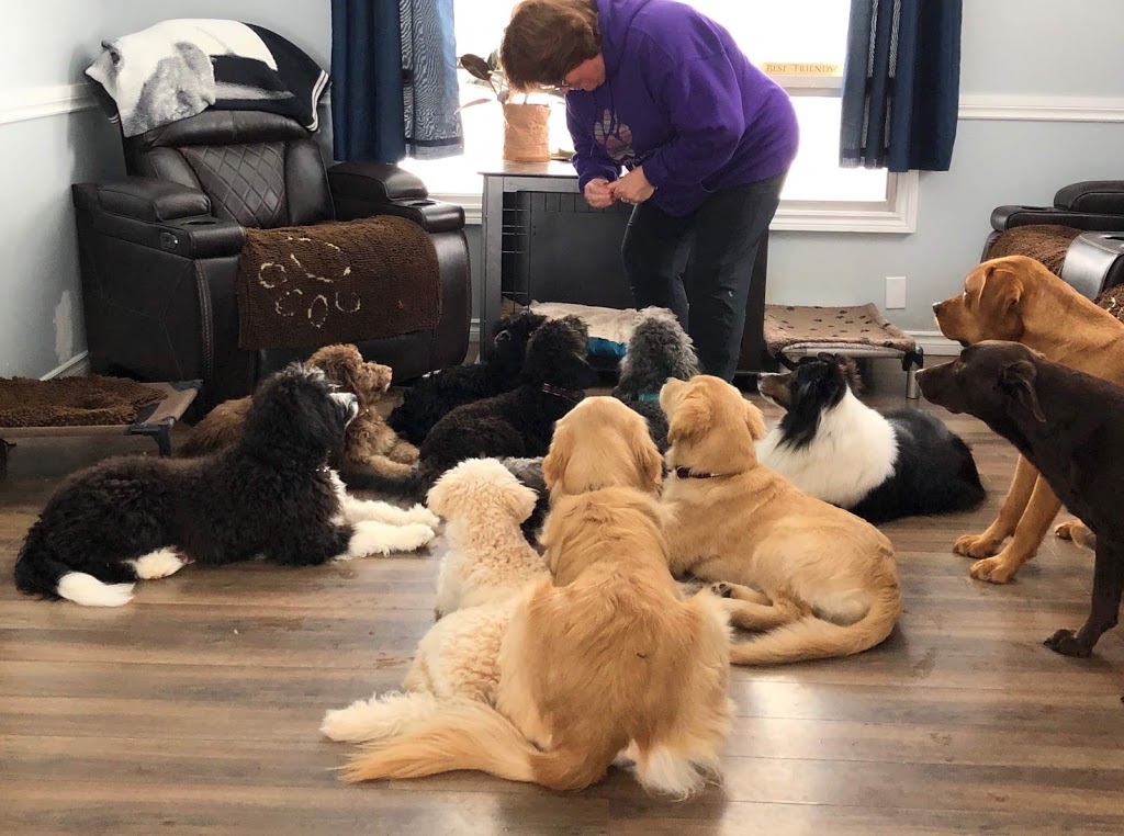 On Golden Paws-Puppy and Dog Training, Puppy Imprinting Service | Varna, ON N0M 2R0, Canada | Phone: (519) 233-3647