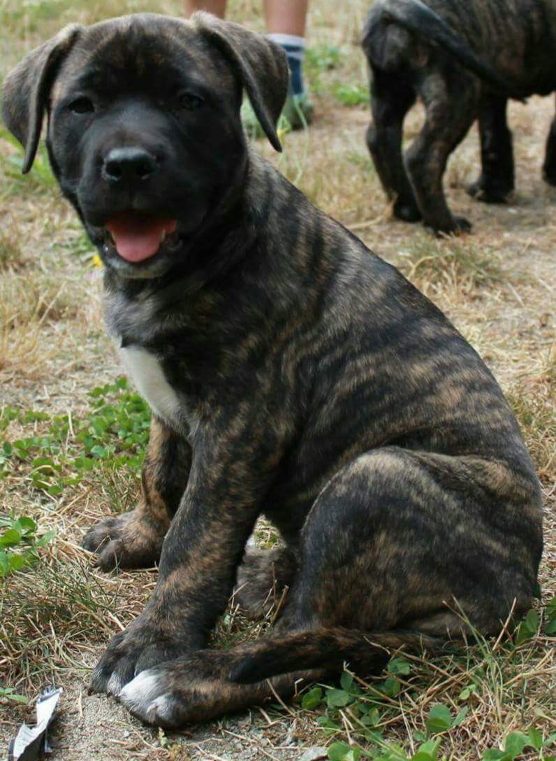 Alpha Dog House Training and Pet Care | 7923 Northwind Dr, Lantzville, BC V0R 2H0, Canada | Phone: (250) 618-1580