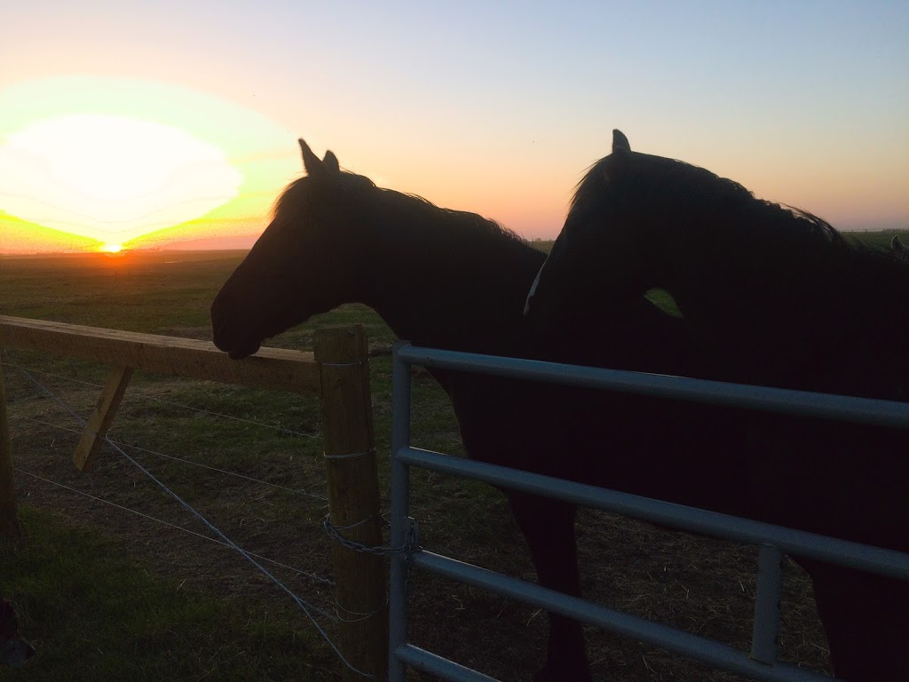 Fidelity Equestrian Centre (FEC) | Site 14, Box 63, RR1, Strathmore, AB T1P 1J6, Canada | Phone: (403) 797-0982