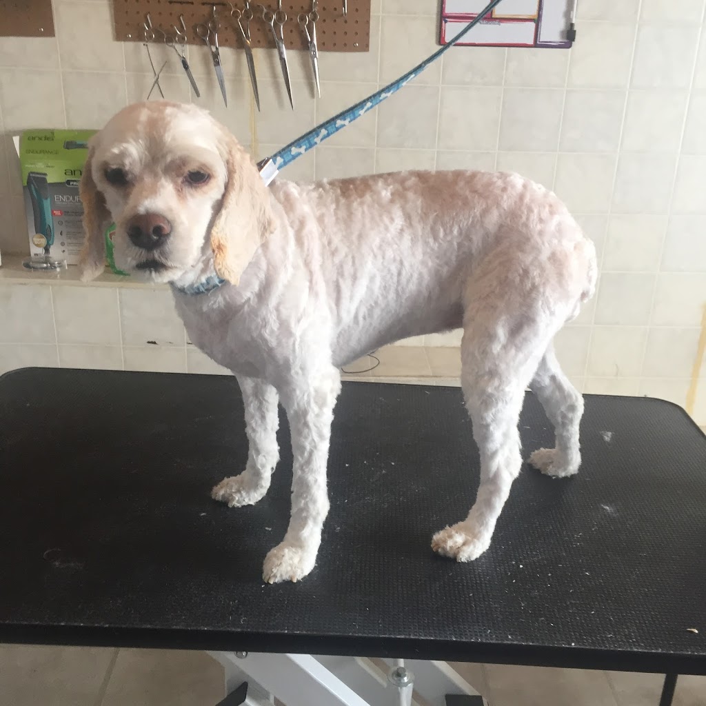 Lorraine’s Dog Grooming | 72 Celtic Dr, Caledonia, ON N3W 2N6, Canada | Phone: (905) 928-4315
