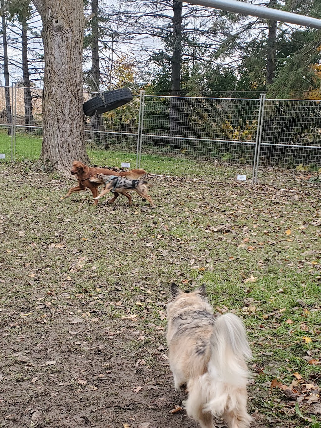 Little Britain Doggy Daycare | 950 Little Britain Rd, Little Britain, ON K0M 2C0, Canada | Phone: (647) 971-8770