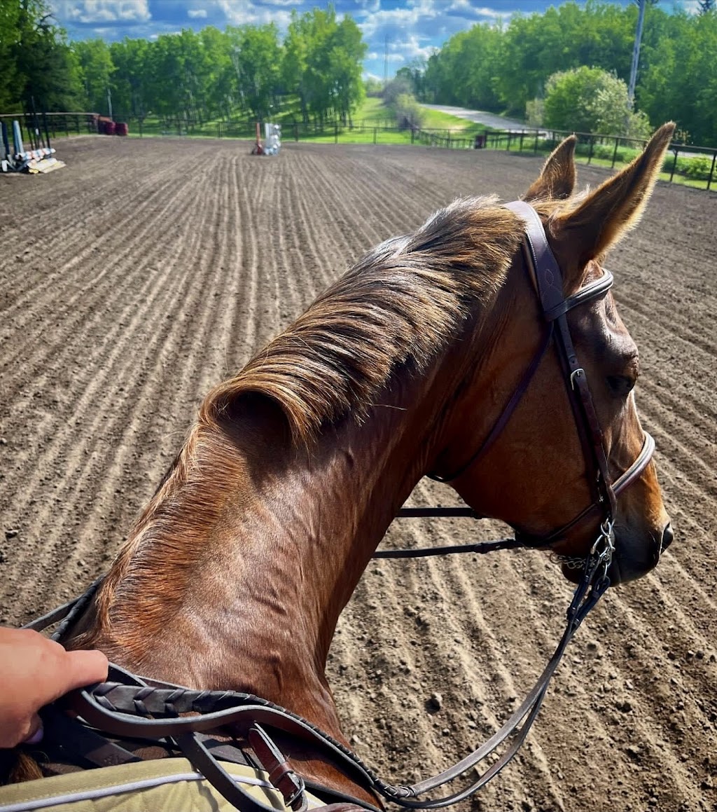 Coronado Stables | 57129 Range Rd 230, Gibbons, AB T0A 1N0, Canada | Phone: (780) 940-2610
