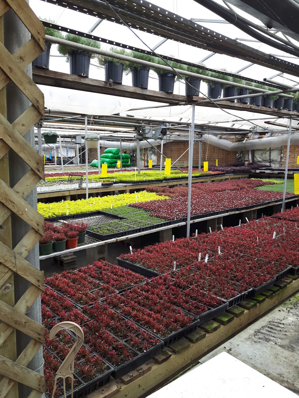Pepiniere Via Inc Fleuriste | 2790, ch du Tremblay, Longueuil, QC J4N 1A8, Canada | Phone: (450) 468-6688