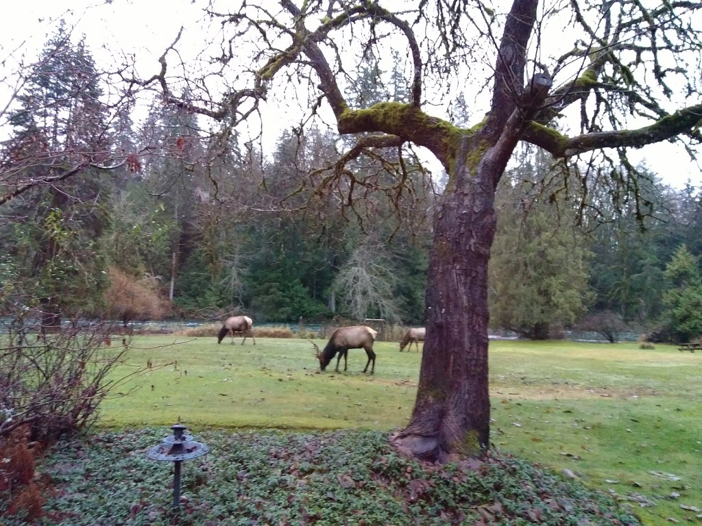 Greendale Riverside Cabins | 8012 Greendale #3, Lake Cowichan, BC V0R 2G0, Canada | Phone: (250) 749-6570