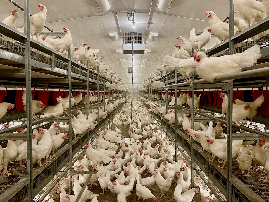 Siemens Farms | SW-27-5-1E, Rosenort, MB R0G 1W0, Canada | Phone: (204) 712-6763