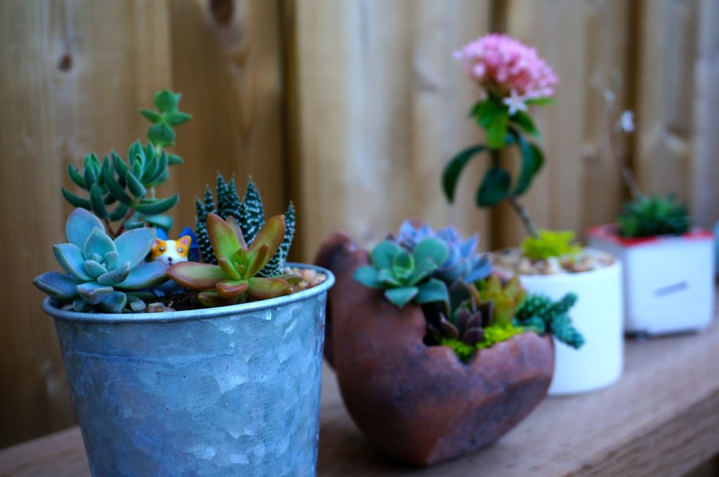 Plantit - Succulent, Air Plant, Cactus | 8339 Kennedy Road unit #2710 Langham Square 2nd floor escalator turn right 2nd store, Markham, ON L3R 1J5, Canada | Phone: (647) 262-7628