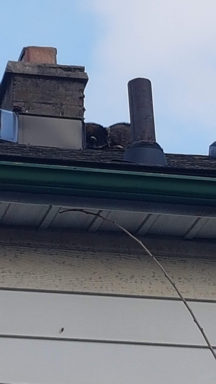 Need Pest Control | 260 Falling Green Cres, Kitchener, ON N2R 0E9, Canada | Phone: (226) 600-5597