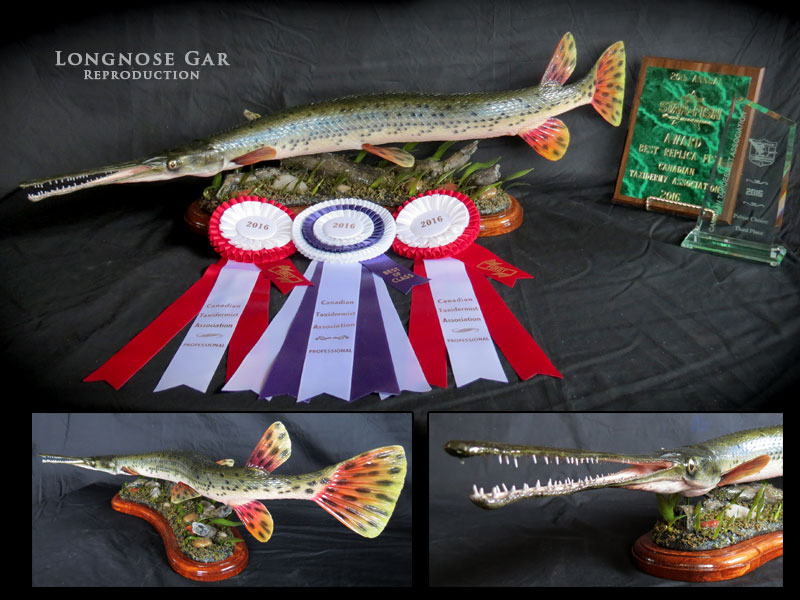 Chris Rawn Taxidermy & Wildlife Arts | 3319 Flos Rd 3 W, Stayner, ON L0M 1S0, Canada | Phone: (705) 719-8732