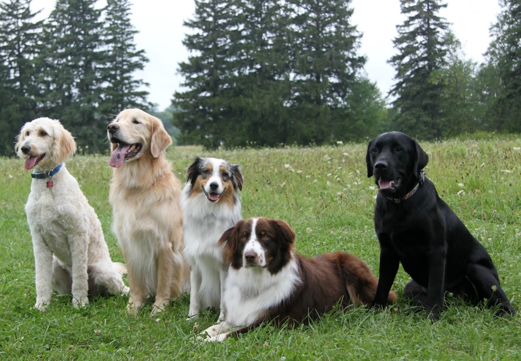 Pet Concierge Plus | 5038 Whitelaw Rd, Guelph, ON N1H 6J3, Canada | Phone: (519) 820-3508