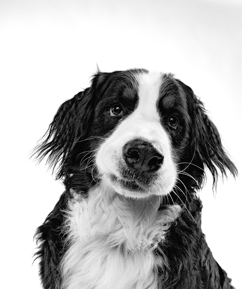 Oh, For the Love of Dog Studio | 3749 Donnelly Dr, Kemptville, ON K0G 1J0, Canada | Phone: (613) 889-0157