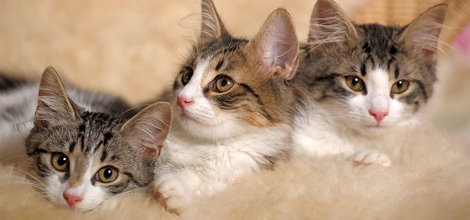 Machray Animal Hospital | 1039 McPhillips St, Winnipeg, MB R2X 2K6, Canada | Phone: (204) 586-9721