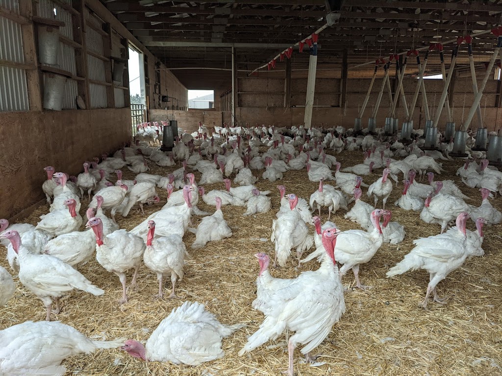 Winters Turkeys | Township Rd 224, Dalemead, AB T0J 0V0, Canada | Phone: (403) 936-5586
