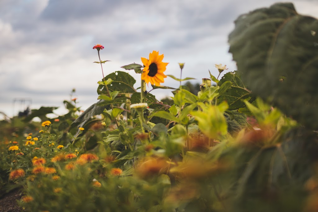 Mingle Hill Farms | 2625 Mountain Rd, Saint Anns, ON L0R 1Y0, Canada | Phone: (905) 745-4254