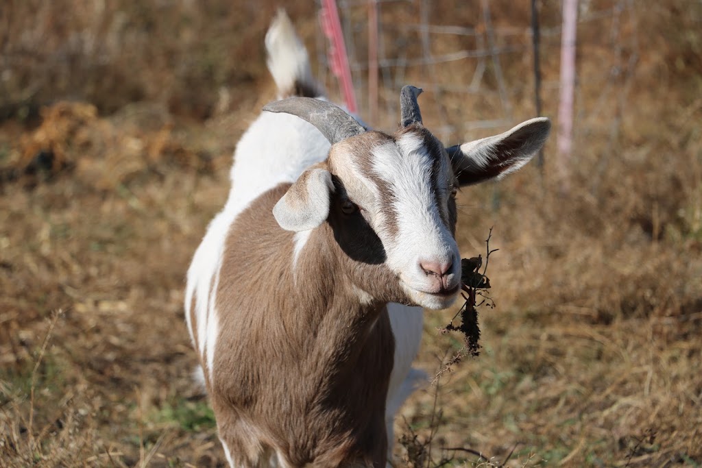 Bent Fence Farm | 60220, Range Rd 214, Thorhild, AB T0A 3J0, Canada | Phone: (780) 868-4138