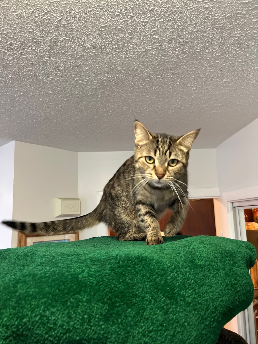 MrPets | 2967 Kilpatrick Ave, Courtenay, BC V9N 8P1, Canada | Phone: (250) 871-7755