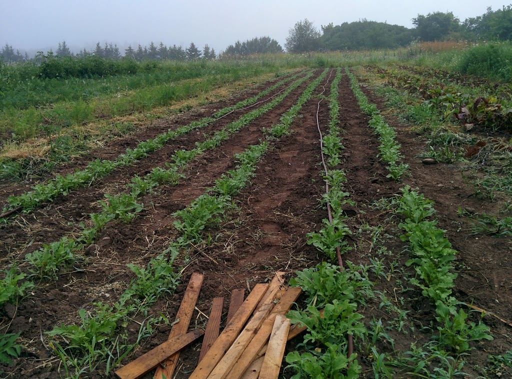 Cedar Grove Organic Farm | 625 Shamrock Rd, Omemee, ON K0L 2W0, Canada | Phone: (705) 799-1728