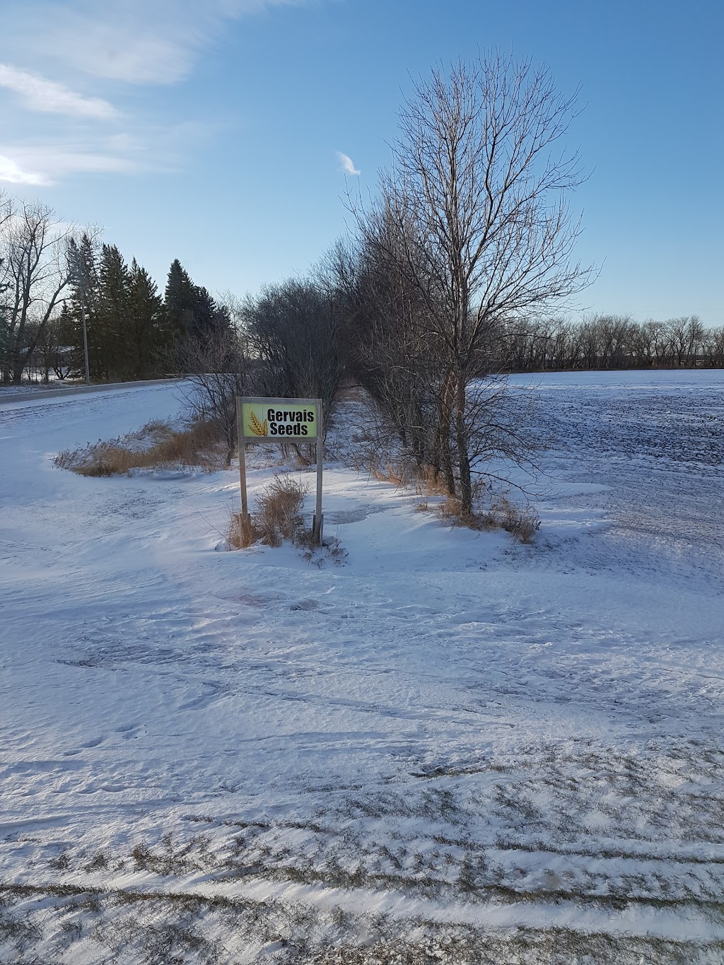 Gervais Seeds | 13089 Rd 65 N, Elie, MB R0H 0H0, Canada | Phone: (204) 899-2560