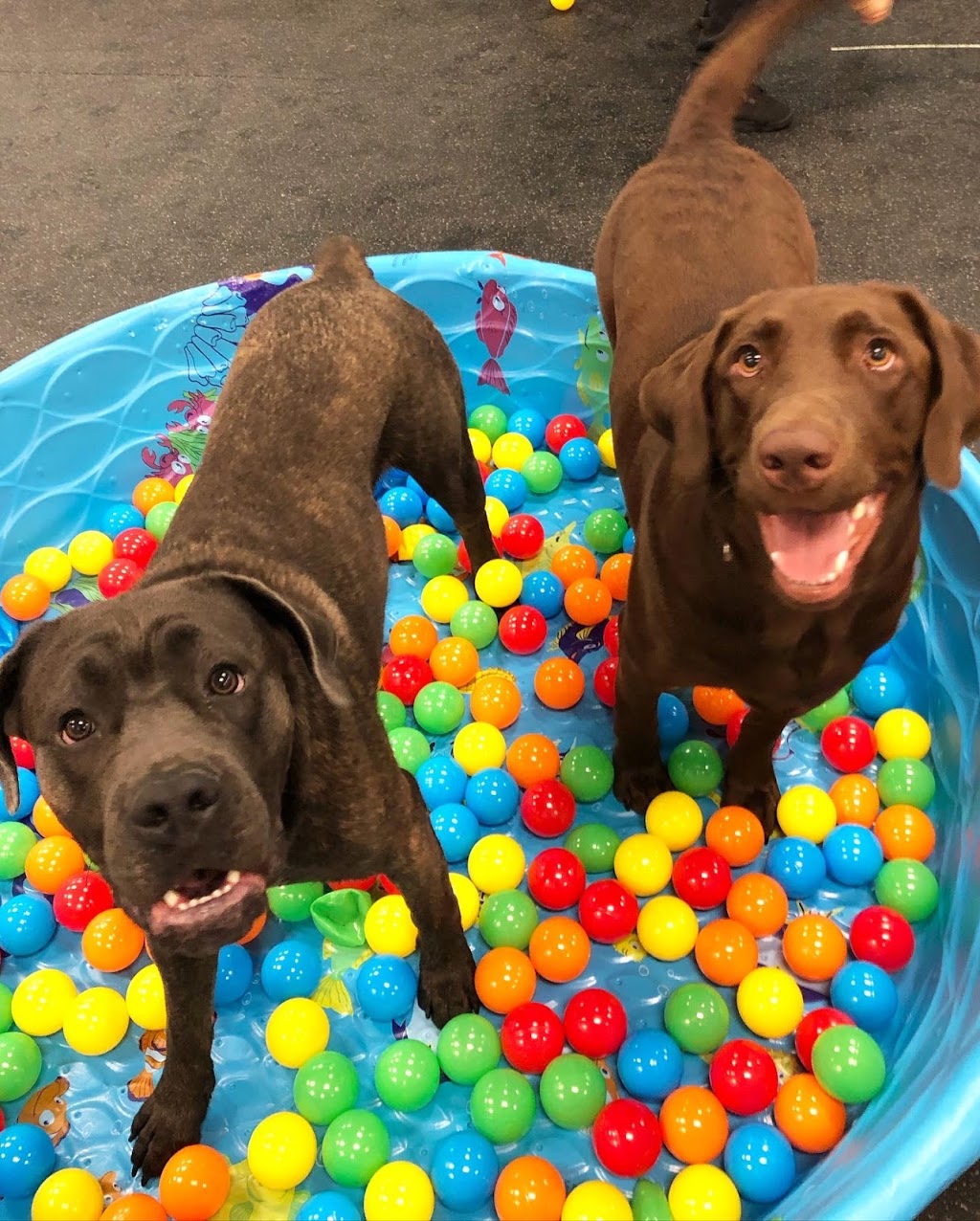 Dogtopia of Lionhead | 8265 Financial Dr Unit 1, Brampton, ON L6Y 1M1, Canada | Phone: (647) 317-1631
