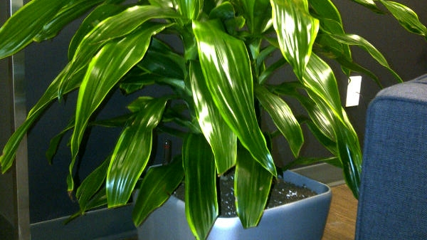 The Plant Lady Inc | 525085 Horn Rd, Woodstock, ON N4S 7V8, Canada | Phone: (519) 748-9388