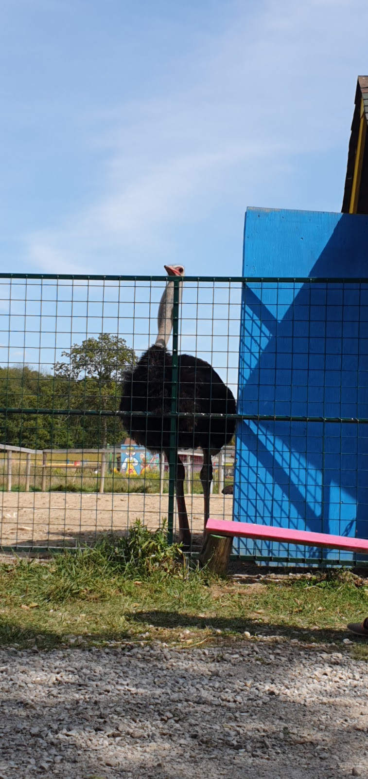 Ostrich Land Farm | 8299 Concession 2 Rd, Caistor Centre, ON L0R 1E0, Canada | Phone: (647) 988-0841