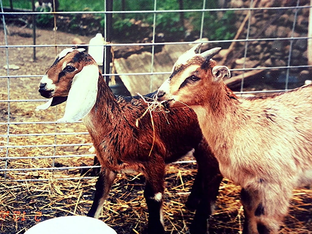 Mc-Bs Hoof and Feather Farm | 7764 Ridge Rd, Gasport, NY 14067, USA | Phone: (716) 531-5192