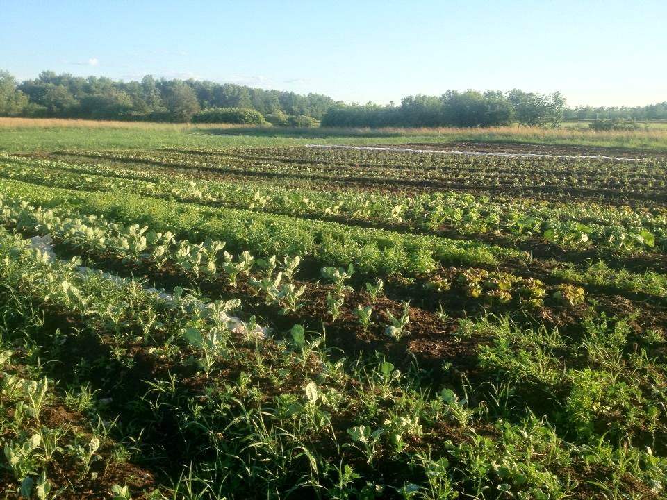 Knuckle Down Farm | 251 Anderson Island Rd, Frankford, ON K0K 2C0, Canada | Phone: (647) 928-5253