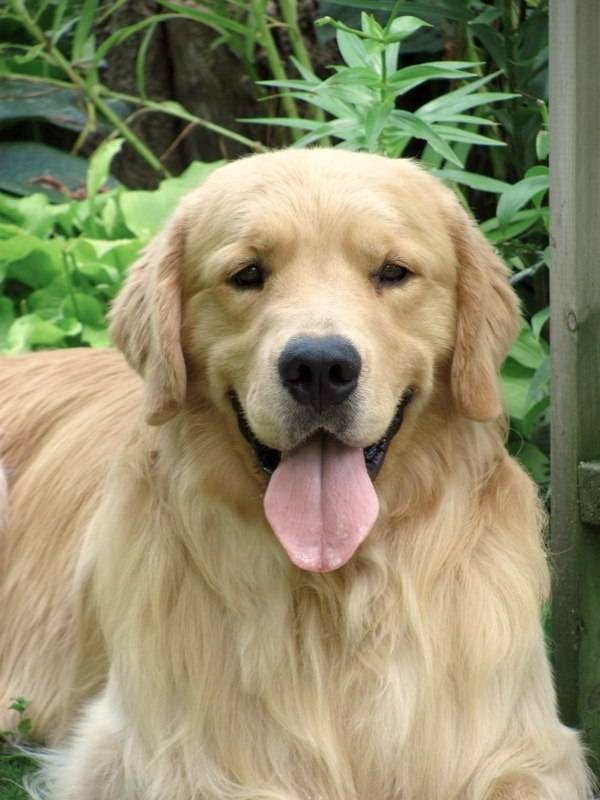 In The Pink Golden Retrievers | Mill St W, Hillsdale, ON L0L 1V0, Canada | Phone: (705) 835-5588