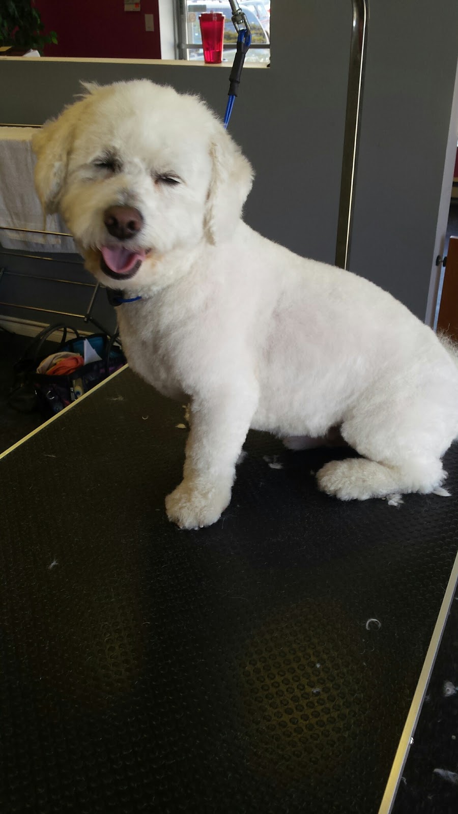 Cutting Edge K9 Pet Grooming | 1119 Goderich St #7, Port Elgin, ON N0H 2C3, Canada | Phone: (519) 386-4063