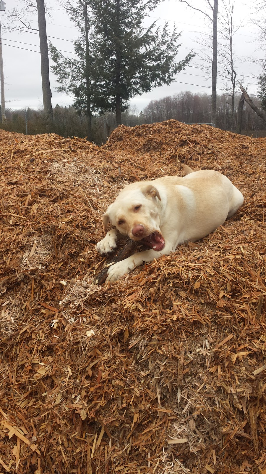 Petsafe Kingdom Dog Park | 299 T-34, Derby, VT 05829, USA