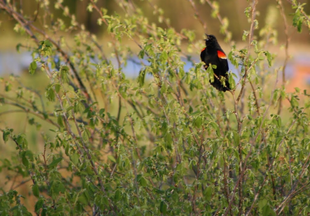 Lake Alice Wildlife Management Area | West Chazy, NY 12992, USA | Phone: (518) 897-1291