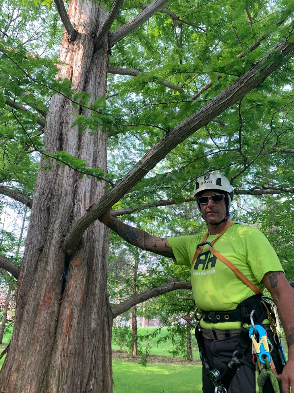 De Ruyte Tree Services | Spruce Grove Ct, Port Dover, ON N0A 1N6, Canada | Phone: (647) 444-9342