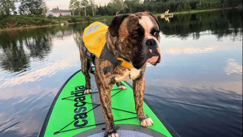 Balanced Doghouse | 229 Cheese Factory Rd, Goshen, NS B0H 1M0, Canada | Phone: (902) 870-4371