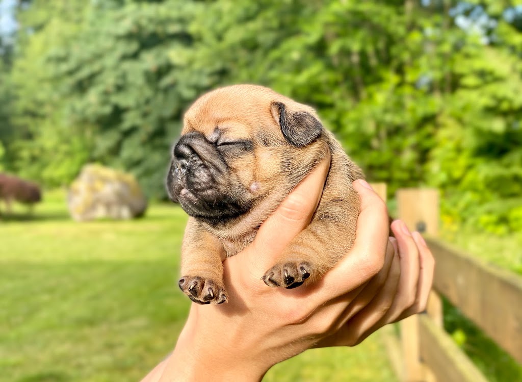 CCBULLDOGS | 10420 287 St, Maple Ridge, BC V2W 1L5, Canada | Phone: (778) 861-8144