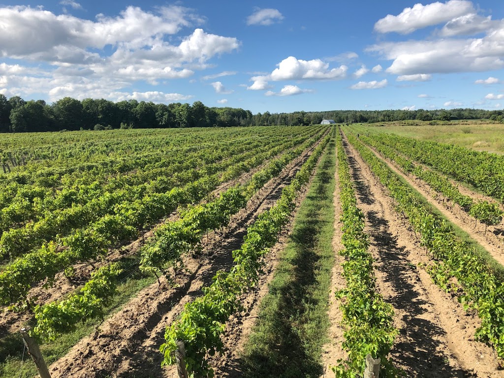 Willow Springs Winery | 5572 Bethesda Rd, Whitchurch-Stouffville, ON L4A 3A2, Canada | Phone: (905) 642-9463