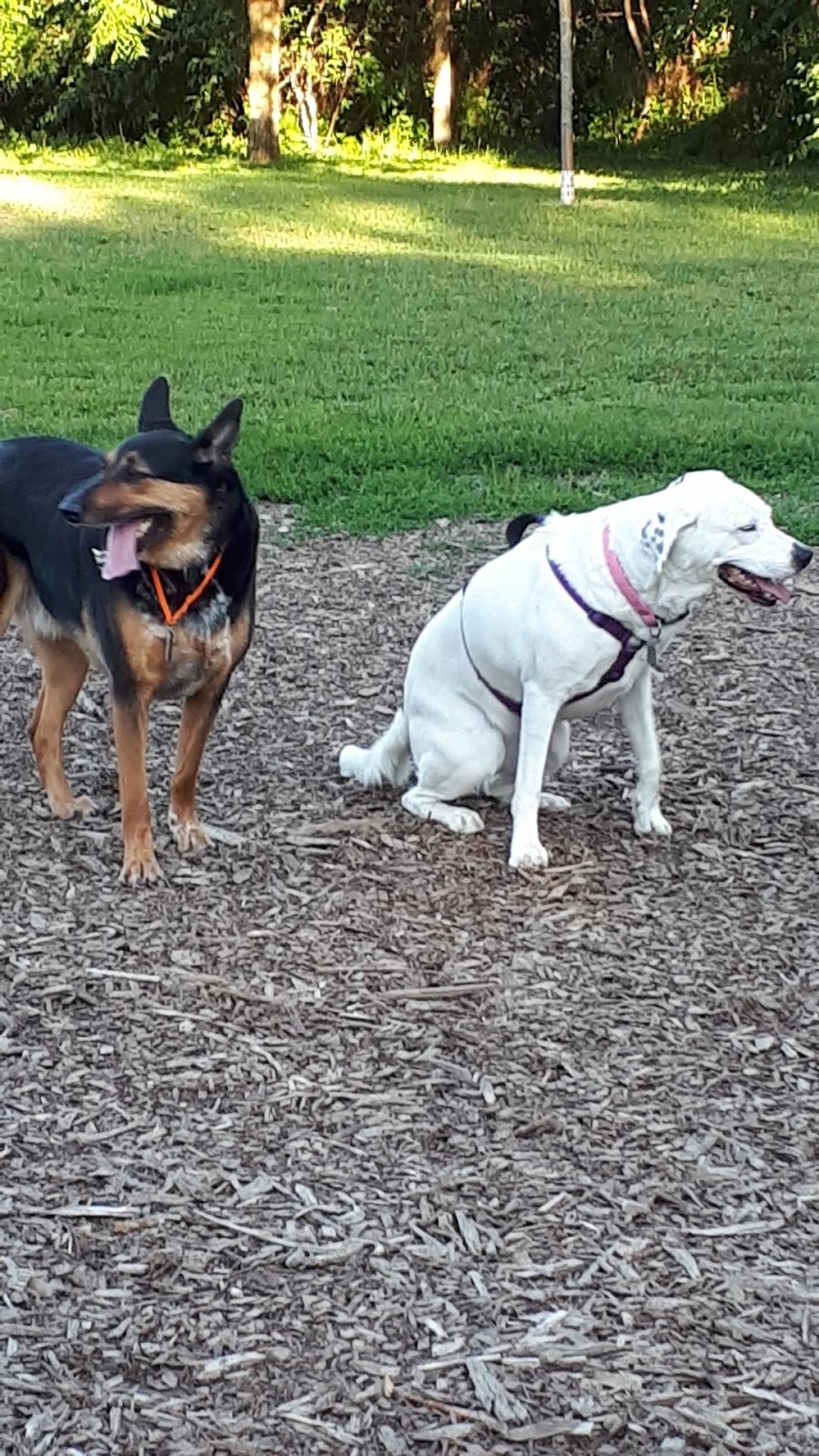 Greenway Off Leash Dog Park | Southcrest, London, ON N6J, Canada | Phone: (519) 661-4980