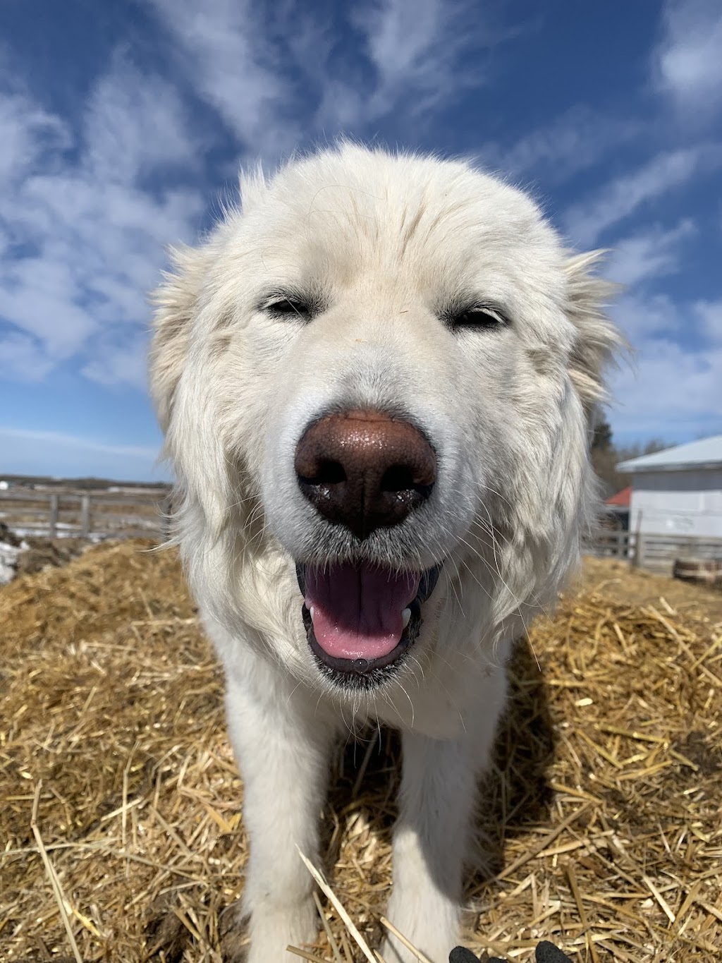GrothHaus Permaculture | 48537 Range Rd 222, CAMROSE COUNTY, AB T0B 1W0, Canada | Phone: (780) 231-3090