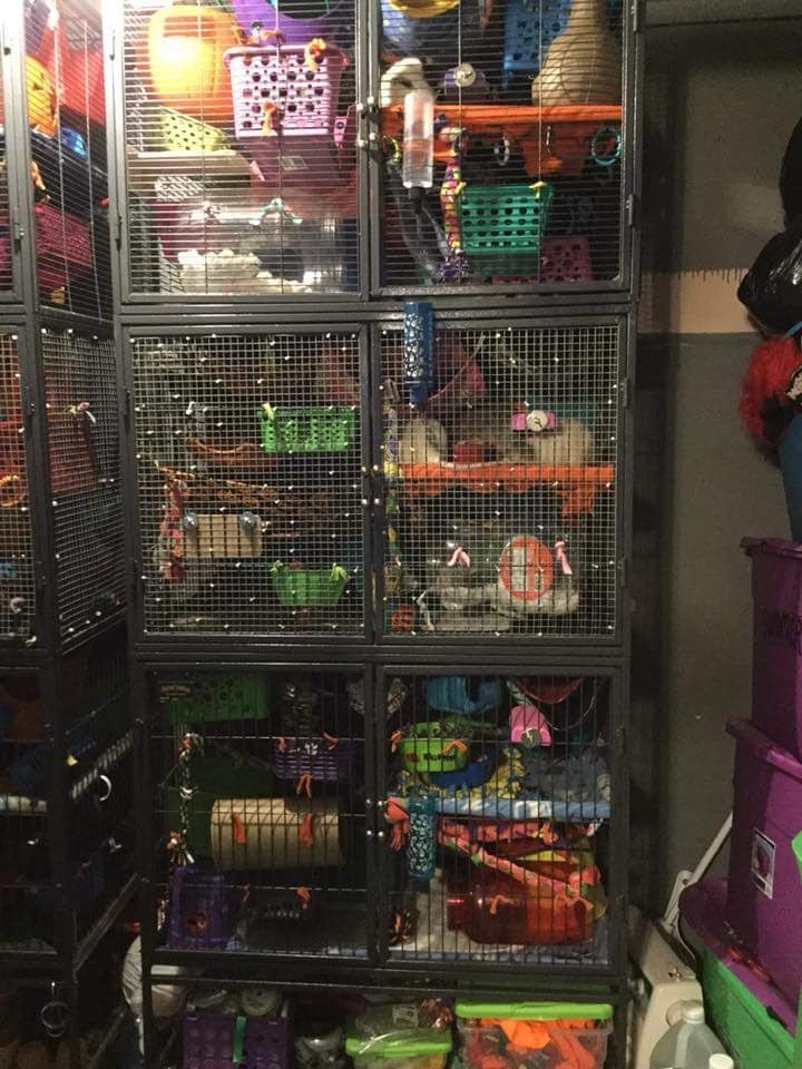 PetSmart | 221 Henry St Unit 2, Brantford, ON N3S 7R4, Canada | Phone: (519) 752-2129