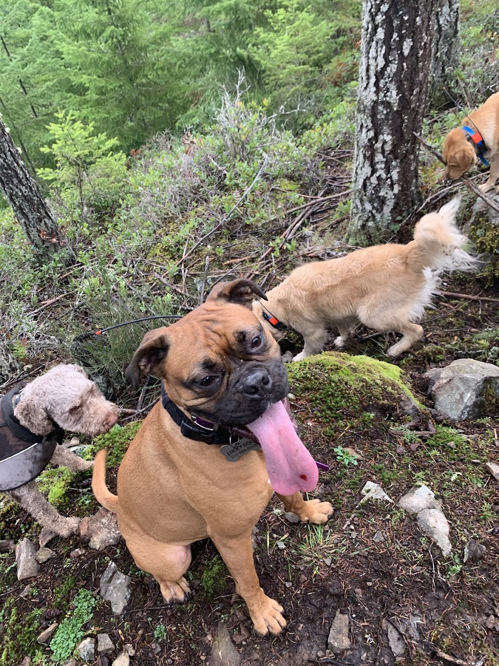 Lucky Dog Adventures and Daycare | 2041 May Ave, Shawnigan Lake, BC V0R 2W3, Canada | Phone: (250) 896-8848
