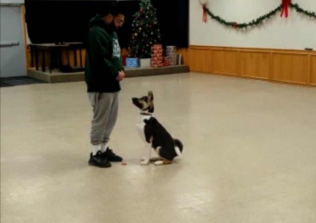 K9 Union Training Academy | 647 Crimson Crescent, Oshawa, ON L1J 8C9, Canada | Phone: (647) 889-4275