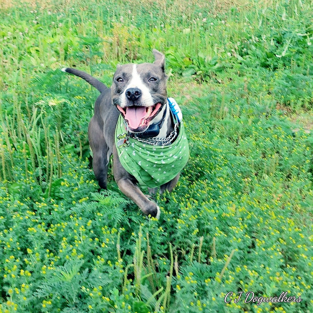 C J Dogwalkers | 77 Arlington Ave, Oshawa, ON L1G 2N5, Canada | Phone: (289) 675-1760
